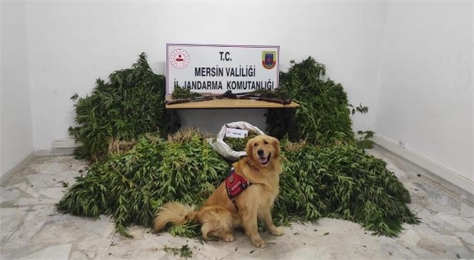 Mersin'de Uyuşturucu Tacirlerine Operasyon