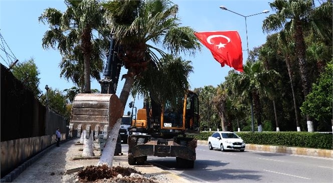 Palmiye Ağaçları Yeni Yerlerine Dikiliyor