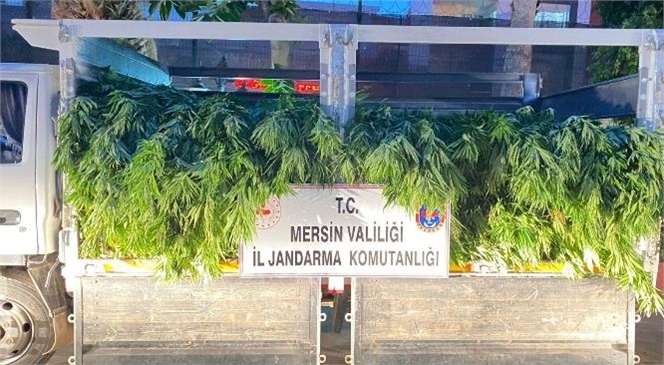 Mersin Erdemli'de Yasa Dışı Kenevir Operasyonu