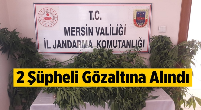 Mersin’in Tarsus İlçesinde Jandarma Ekiplerinin Yaptığı 2 Ayrı Operasyonda 69 Kök Kenevir Ele Geçirildi