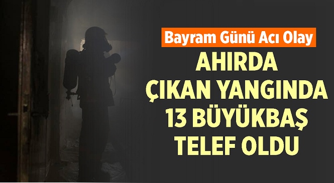 Gece Saatlerinde Ahır Yangını! Alevlerin Sardığı Ahırda 13 Büyükbaş Hayvan Telef Oldu