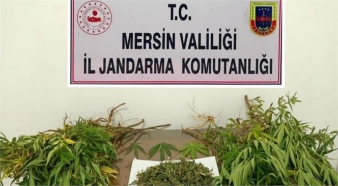 Mersin'de Jandarma Ekipleri, 2 Ayrı Adrese Yasa Dışı Kenevir Operasyonu Düzenledi.