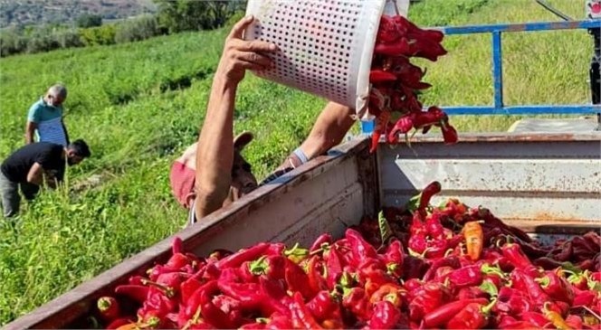 Hayriye İsimli Salçalık Biber Çeşidi Hasadı Tarsus'ta Yapıldı