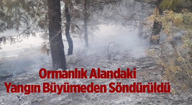 Mersin’in Tarsus İlçesinde Orman Yangını! İtfaiye Ekipleri Müdahale Etti