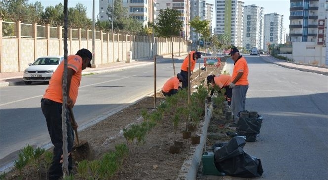 Kentin Refüjleri Renkleniyor! Mersin Büyükşehir, Binlerce Zakkum Fidanını Ümit Yaşar Oğuzcan Bulvarı’nda Toprakla Buluşturuyor