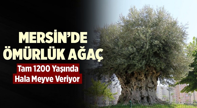 Mersin’de 1204 Yıllık Tarih! Odun Olmayı Beklerken Şimdi Meyvesi Toplanıyor