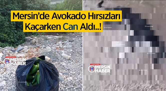 Mersin’in Erdemli İlçesinde Avokado Çalan Hırsızlar Kaçarken Köpeğe Çarptı