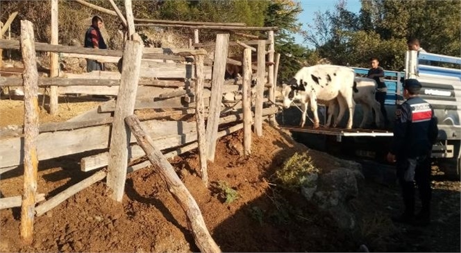 Mersin Çamlıyayla'da Hayvan Hırsızları Suçüstü Yakalandı