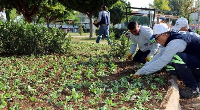 Akdeniz Belediyesi Park ve Yeşil Alanlarda Bakım, Yenileme ve Mevsimlik Çiçek Dikimlerine Devam Ediyor