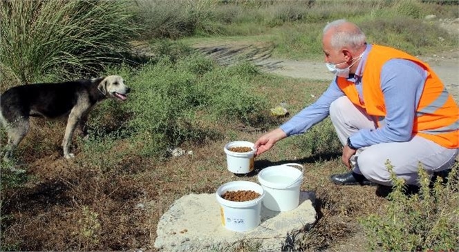 Akdeniz'de Geçtiğimiz 6 Yılda Toplanan 100 Bin Tona Yakın Mama Toplandı.