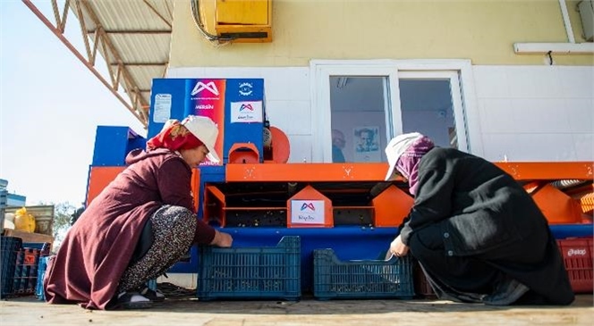 Büyükşehir’den Zeytin Üreticilerinin İşini Kolaylaştıran Makine