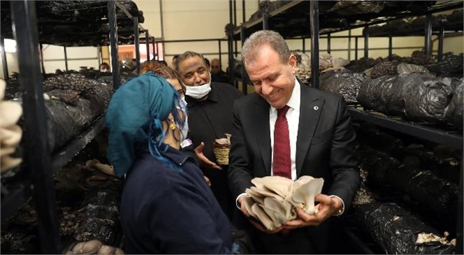 İstiridye Mantarında Destek Büyükşehir’den, Kazanmak Mahalleliden