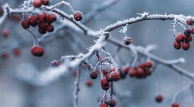 Meteoroloji Akdeniz İçin Zirai Don Uyarısında Bulundu