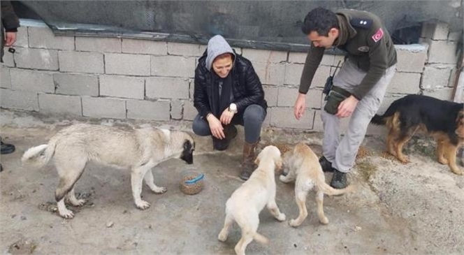 Mersin Emniyet Müdürlüğüne Bağlı Çevre, Doğa ve Hayvanları Koruma Büro Amirliği Ekipleri İle Gönüllü Hayvan Severler, Sokak Hayvanlarına Mama Verdi