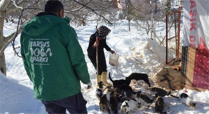 Evinde Yüzlerce Kedi Besleyen Hayvensever Kadına Mersin Büyükşehir’den Mama ve Yem Desteği