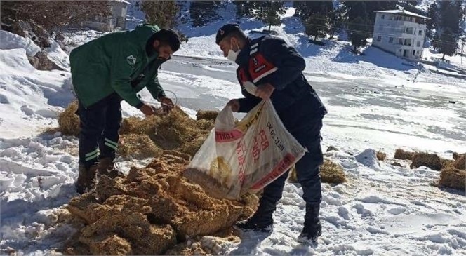 Mersin İl Jandarma Komutanlığı Ekipleri Yaban Hayvanlarının Aç Kalmaması İçin Doğaya Mama ve Saman Bıraktı