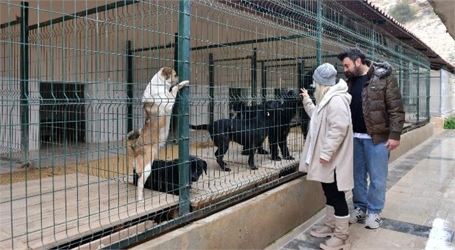 Mersin Büyükşehir Belediyesi ve Mersinli Hayvansever Gönüllülerin Birlikte Başlattığı İş Birliği Sayesinde Ocak Ayında 29 Köpek Sıcak Yuvalarına Kavuştu