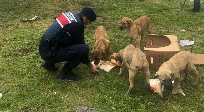 Jandarma Ekipleri Hayvanlarının Yaşadıkları Bölgelere Yiyecek Bıraktı