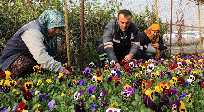 Akdeniz Belediyesi, Yıl İçinde Ürettiği 500 Binden Fazla Çiçek, Çalı ve Ağaç Türleri İle İlçenin Park, Bahçe ve Yeşil Alanlarını Bahara Hazırlıyor
