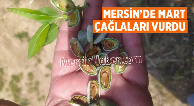 Mersin’de Aşırı Soğuklar Badem Çağlalarını Vurdu! Üretici Ürün Kayıplarından Dolayı Dertli