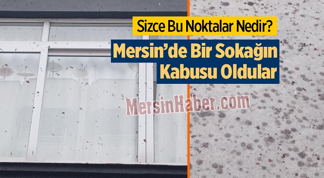 Mersin’de Yarasalar Mahalleliye Kabusu Yaşatıyor! Mahalleli Yetkililerden Yardım İstiyor…