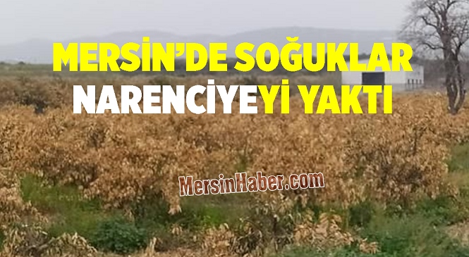 Mart Soğukları Narenciye Ağaçlarını Yaktı! Budama Çalışması Yapan Üreticiler ‘Umudumuz Yok’ Diyor