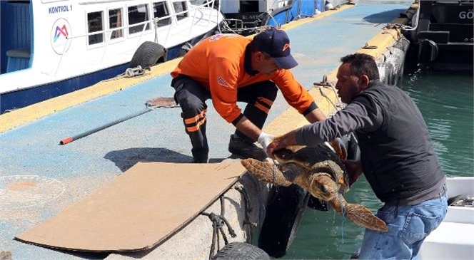 Mersin Büyükşehir’in Temizlik Personeli Yaralı Caretta Caretta’yı Ölümden Kurtardı