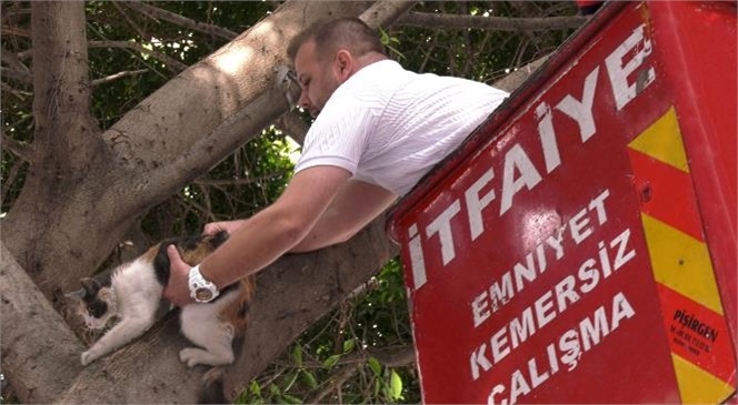 Korkmaz Can Vaizoğlu, 3 Gün Sonra Kayıp Kedisine Kavuştu