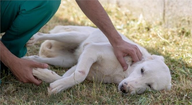 ‘papi’ İsmi Verilen Köpek Sahibini Bekliyor