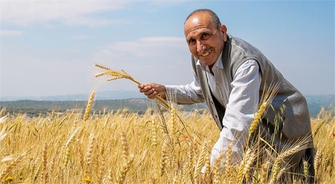 Mersin Büyükşehir’den Buğday Üretimine Destek Projesi