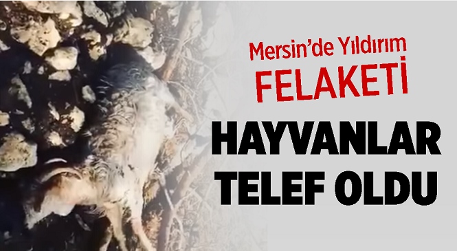 Mersin’de Hayvanların Altında Olduğu Ağaca Yıldırım Düştü