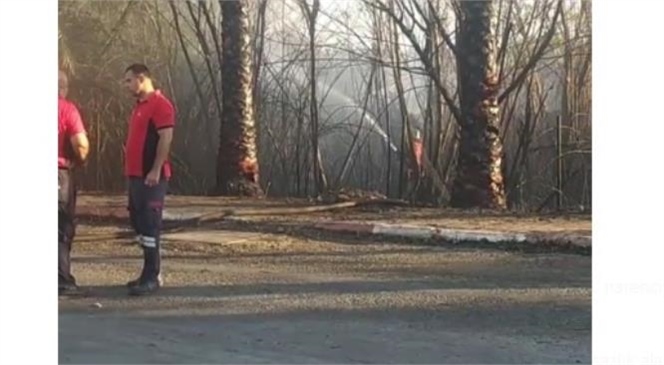 Mersin'in  Erdemli İlçesinde Otluk ve Sazlık Alanda Çıkan Yangın, Narenciye Ağaçlarına ve Bölgede Bulunan Çadıra Sıçramadan Söndürüldü