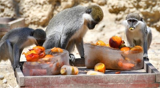 Meyve Parçalı Buzlu Kokteyller, Lemur ve Maymunların Çok Hoşuna Gidiyor