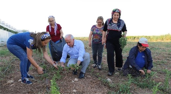 Akdeniz Belediyesi, Dağı Bağa Çevirdi