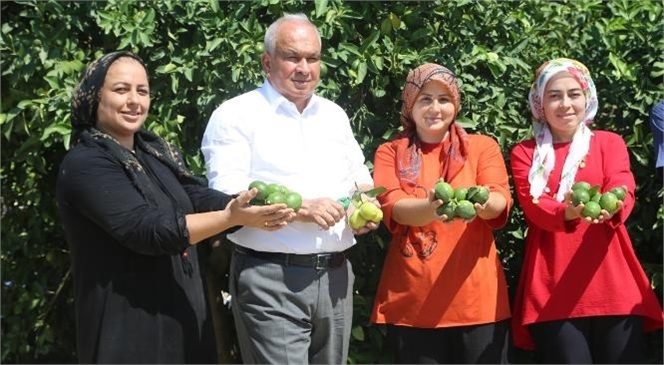 Yılın İlk Limon Hasadı Mersin'de Başladı