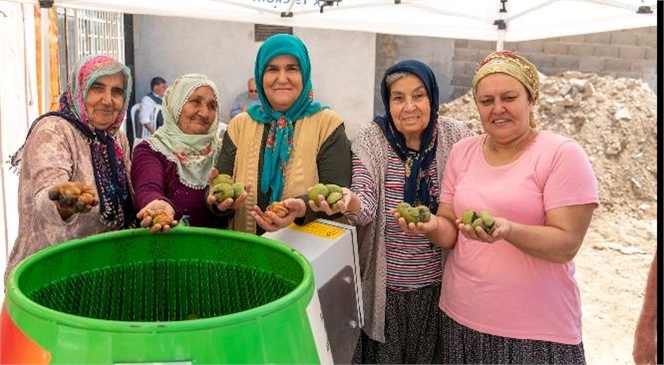 Mersin Büyükşehir’in Ceviz Soyma Makinesi İle 5 Günlük İş 1 Saate İniyor