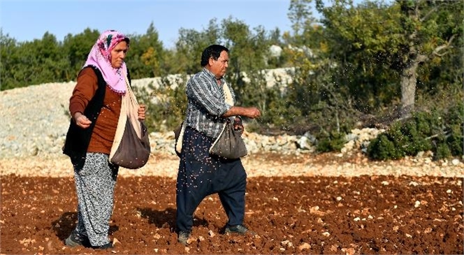 Atalık Buğday Çeşitleri Gelecek Nesillere Aktarılıyor