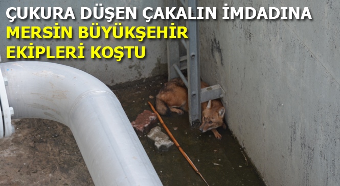 Tarsus Doğa Parkı’nda Tedavisi Yapılan Çakal, Doğal Yaşam Alanına Kavuştu