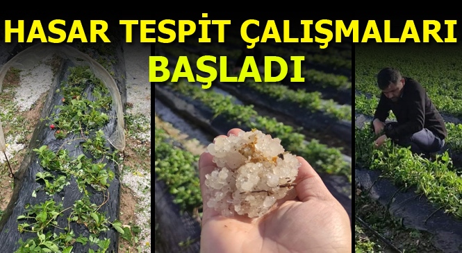 Mersin'de Dolunun Vurduğu Tarım Alanlarında Hasar Tespit Çalışması Başladı