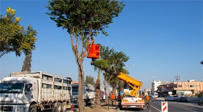 Mersin Büyükşehir Ekipleri, D-400 Karayolu Orta Refüjünde Faaliyetlerini Sürdürüyor