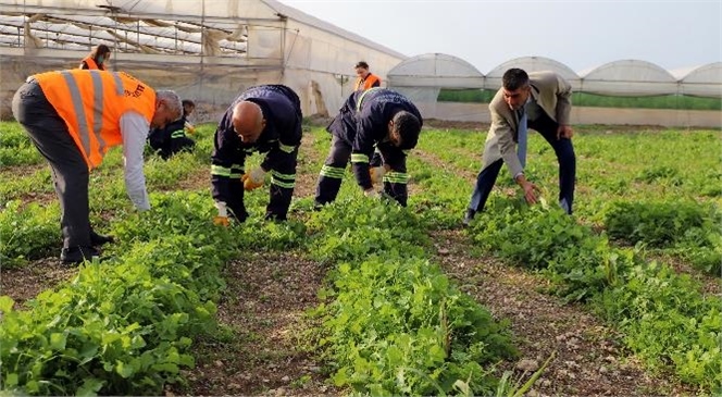 Kısa Zamanda Büyük Verim Veren Çok Yıllıklı Bitki, Hayvancılık Sektörünün Geleceği İçin Çok Önemli