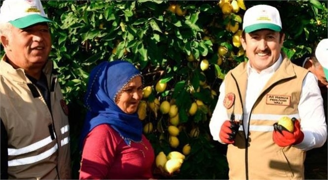Vali Ali Hamza Pehlivan’ın Katılımıyla, Mersin Erdemli İlçesi Koyuncu Mahallesi'nde, Coğrafi İşaretle Tescilli Lamas Limonu’nun Hasadı Gerçekleştirildi