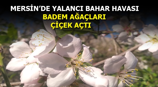 Mersin'de Hakim Olan Bahar Havası Ağaçları Çiçek Açtırdı