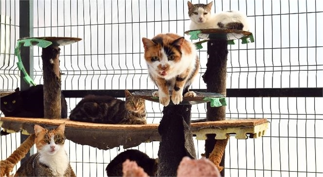 2022 Yılında da Binlerce Patili Dost Mersin Büyükşehir’e Misafir Oldu