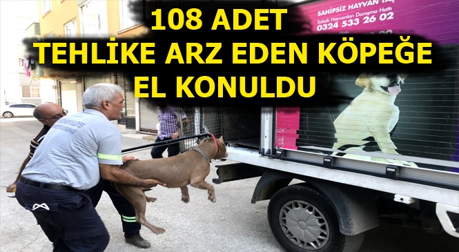 Mersin'de 108 Adet Tehlike Arz Eden Köpeğe El Konuldu