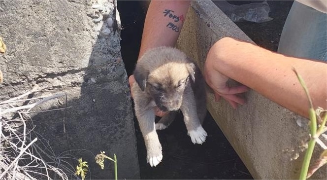 Beton Köprü Arasına Sığınan Köpekler Ölmekten Son Anda Kurtarıldı