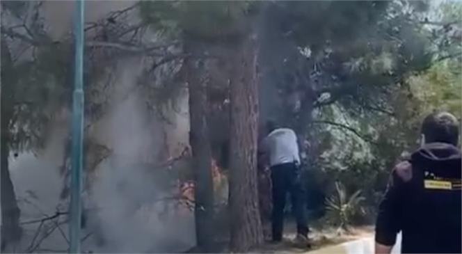 Mersin Üniversite Kampüsünde Ağaçlık Alanda Yangın Çıktı