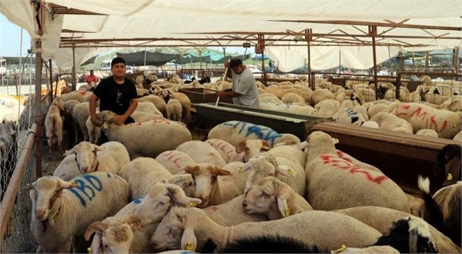 30 Noktada Kesim, 3 Ayrı Yerde de Satış Noktası Bayramda Vatandaşların Hizmetinde Olacak