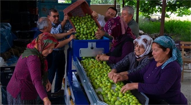 Mutlu Üretici Erik Boylama Makinesi İle Zamandan ve İşgücünden Kazanıyor