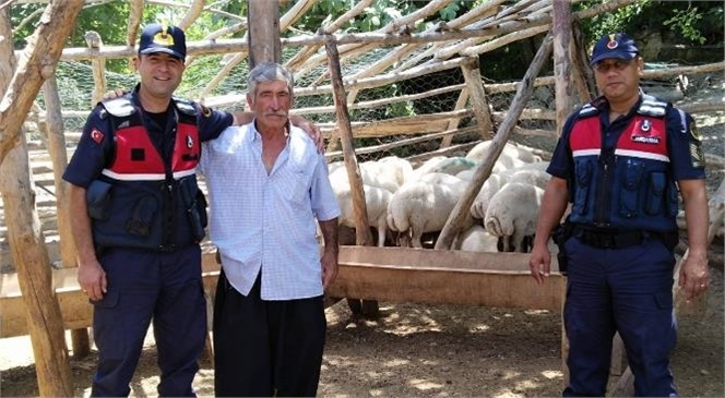 Hayvan Hırsızları Mersin İl Jandarma Komutanlığı Ekiplerinden Kaçamadı, Çalınan Hayvanlar Bulunarak Sahibine Teslim Edildi